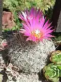 Escobaria vivipara