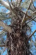 Silně odlupčivá borka na kmeni Eucalyptus badjensis