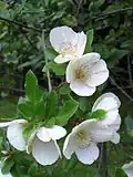 Eukryfie Eucryphia × nymansensis