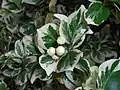 Brslen Fortuneův 'Silver Queen'