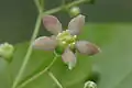 Detail květu brslenu širokolistého (Euonymus latifolius)