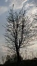 Před olistěním