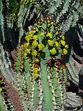 Sloupcovitý pryšec Euphorbia avasmontana