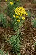 Habitus