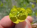 Cyathium