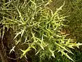 Pryšec Euphorbia stenoclada