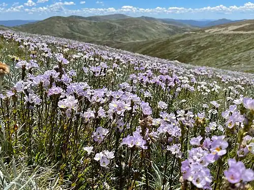 Euphrasia collina z Austrálie