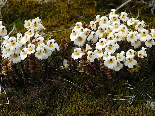 Euphrasia monroi z Nového Zélandu