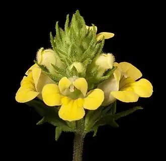 Žlutokvětý australský druh Euphrasia scabra