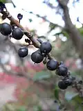Plody Eurya japonica