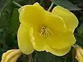 Květ pupalky dvouleté (Oenothera biennis)
