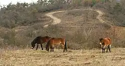 Exmoorský pony na Šlovickém vrchu