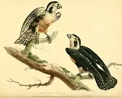 A. Pelletier, 1822