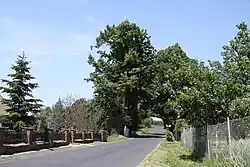 Bližanovské lípy