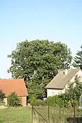 Památná Staňkova lípa