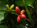 Plody Aglaonema commutatum