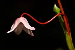 Heliamphora sp.