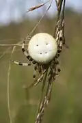 Velmi světle zbarvená samice