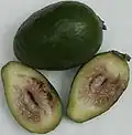 Plod - podélný řez