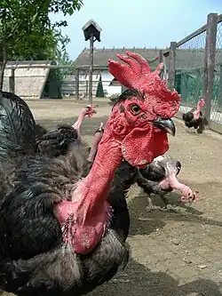 Holokrčka