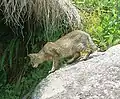 Kočka bažinná v Uttarakhandu