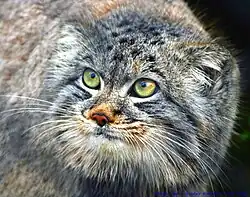 Manul – detail hlavy