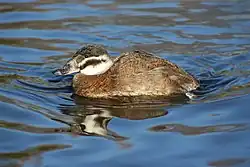 alternativní popis obrázku chybí