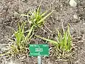 Festuca drymeja