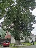 Cyklista u Fetkovy lípy