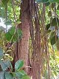 Fíkovník pryžodárný (Ficus elastica)