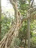 Stromový škrtič Ficus glaberrima