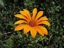 Mutisia decurrens