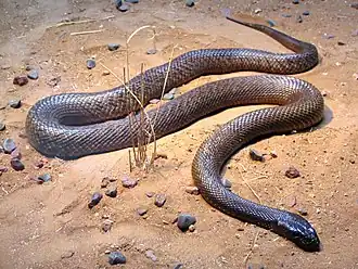 Taipan menší, patrně nejjedovatější had na světě