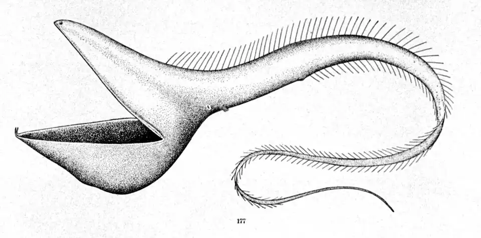 Šírotlamka pelikánovitá (Eurypharynx pelecanoides) s bizarně zvětšenou tlamou