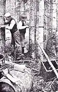 Aplikace lepových pásů na stromy (Švédsko, 1898–1902)