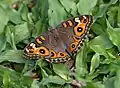 Babočkovitý motýl Junonia villida