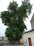 Jílovec maďal u kostela ve Fryštáku