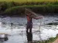 Rybář