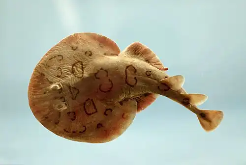 Narcina floridská (Narcine bancroftii)