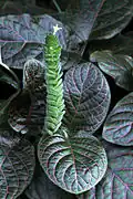 Fitónie Fittonia verschaffeltii 'Argyroneura'