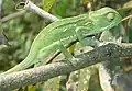 Lezoucí chameleon límcový