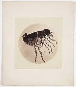 Arthur E. Durham: mikrofotografie blechy, asi 1863