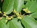 Kvetoucí větévka G. ulmifolia