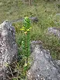 Siphocampylus imbricatus v severovýchodní Brazílii