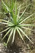 Vellozia variabilis