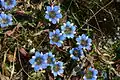 Hořec Gentiana depressa