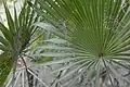 Dlanité listy Serenoa repens