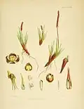 Tetroncium magellanicum na ilustraci