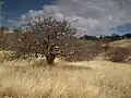 Savana v období sucha.