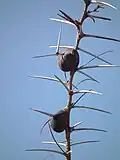 Zbytnělé duté trny Acacia drepanolobium